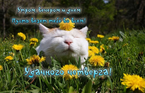 Открытки с добрым утром четверга прикольные