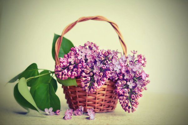Сиреневое настроение