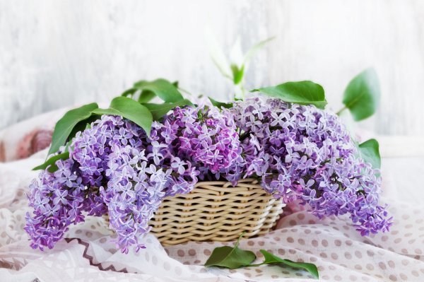 Букет сирени