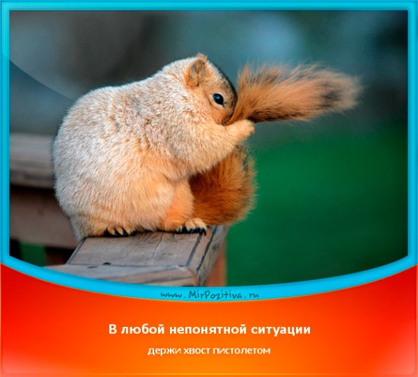 Держать хвост пистолетом