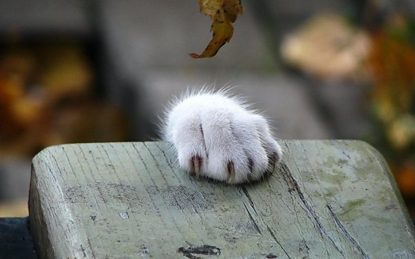 Мотиватор держись
