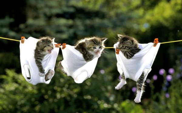 Котенок на веревке