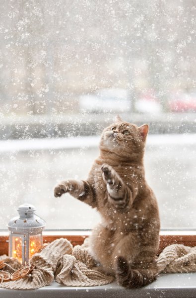 Зимние котики