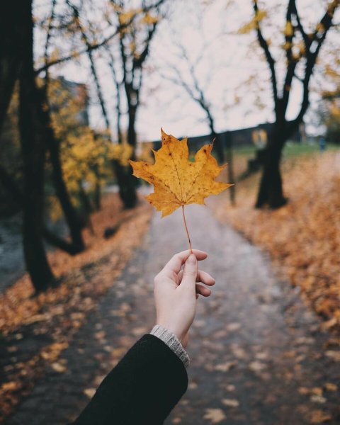 Осень руки