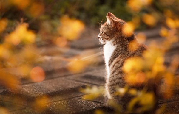 Кот осень