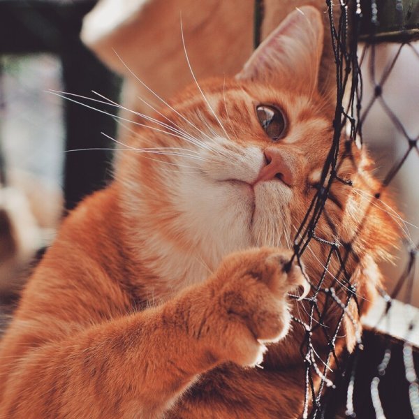 Позитивный рыжий кот