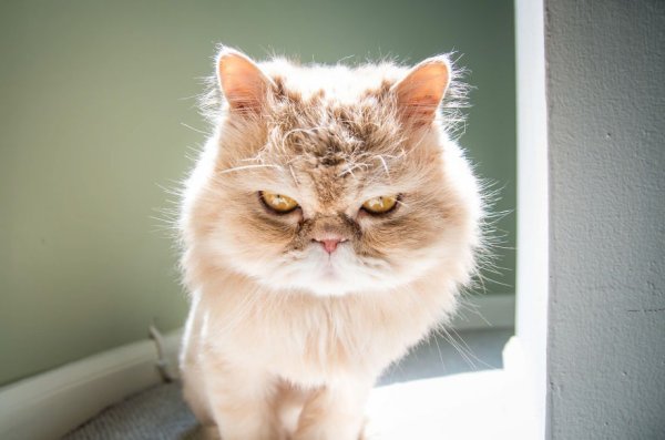 Раздраженный кот