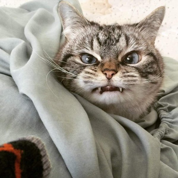 Дерзкий кот