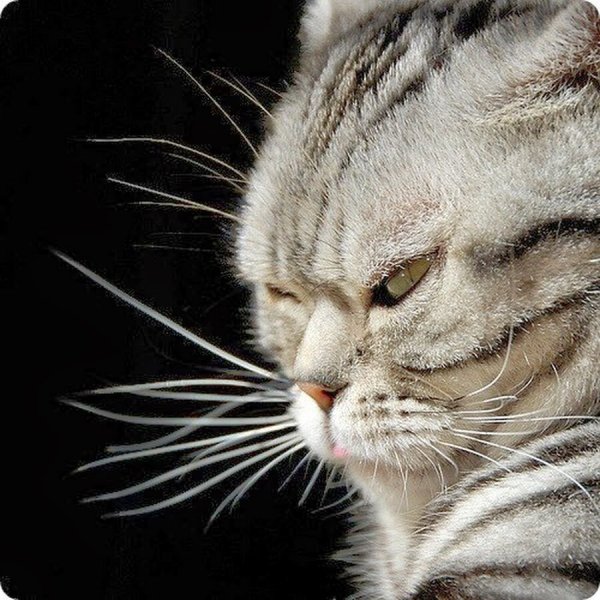 Нервная кошка