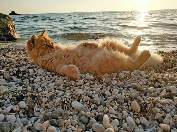 Рыжий кот на пляже