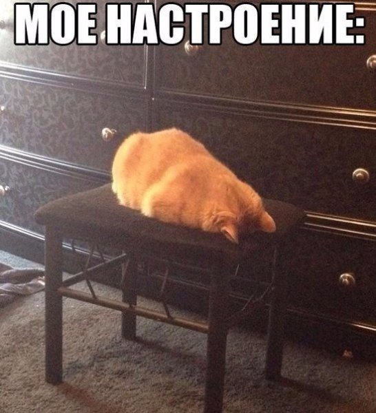Кот уставший от жизни