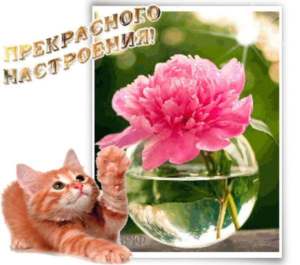Замечательного настроения