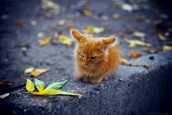 Котоматрица осень