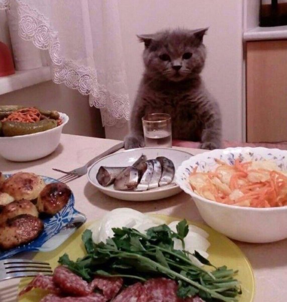 Кот за столом