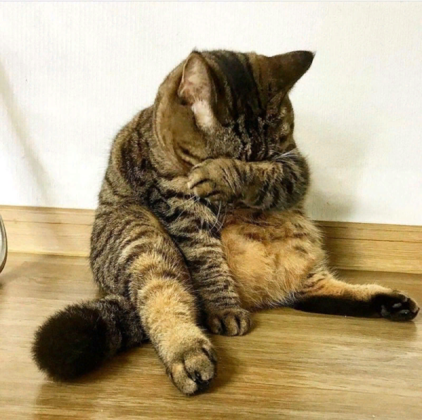 Обиженные котики