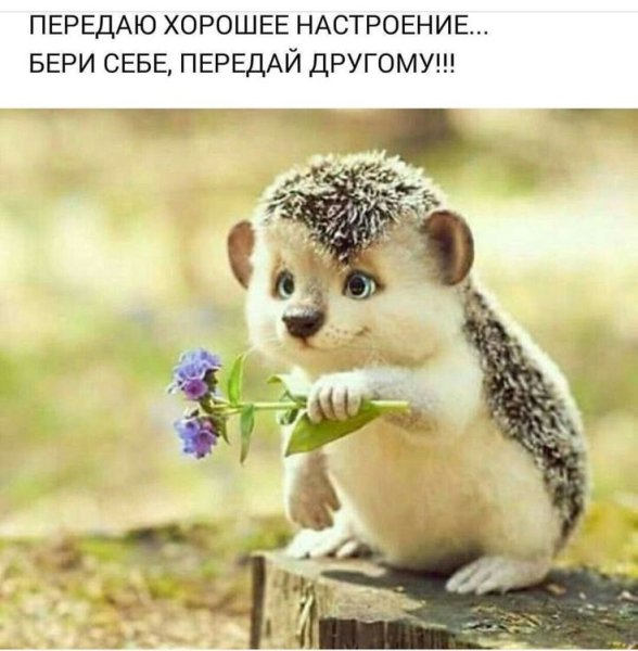 Хорошего настроения прикольные