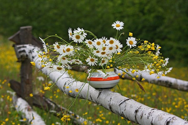Березы и ромашки