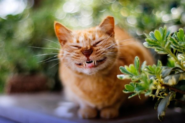 Картинка коты для настроения (45 фото)