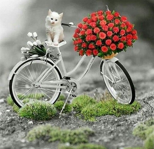 Открытки с велосипедом и цветами