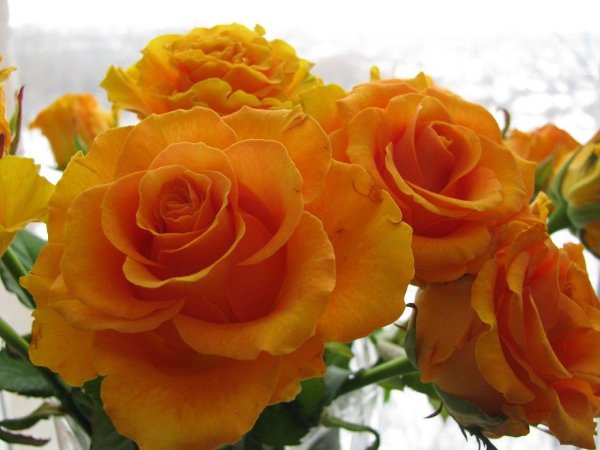 Открытки оранжевые розы