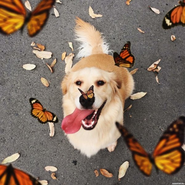 Собака бабочка