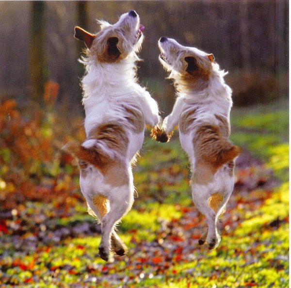 Танцующие собаки