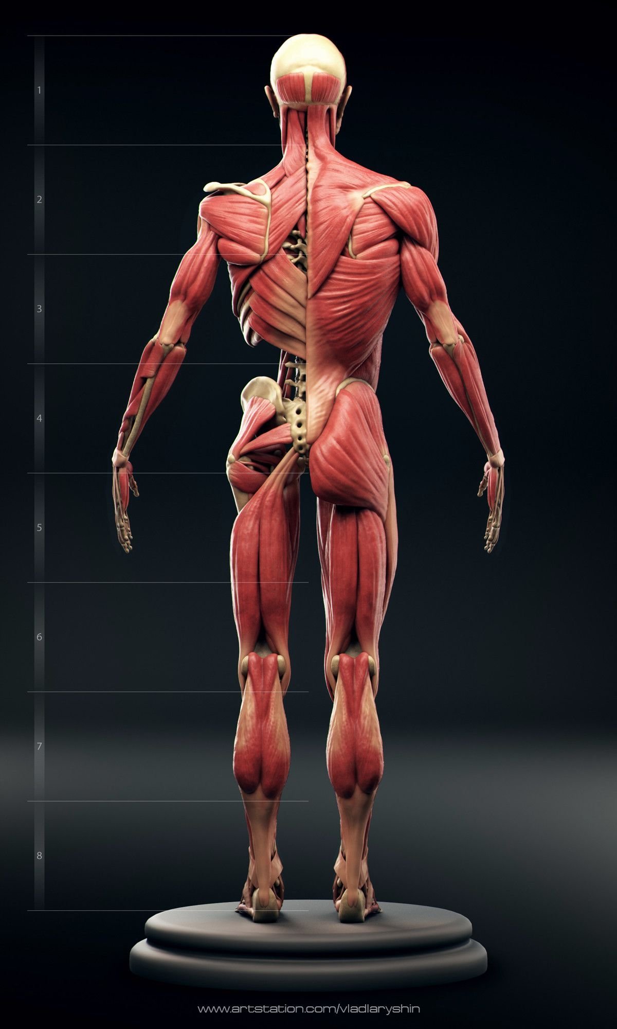 Мышцы картинка. ХЬЮМАН диджитал боди анатомия. Атлас анатомия человека мышечная система. Мускулатура тела человека анатомия. Анатомия мышцы и скелет.