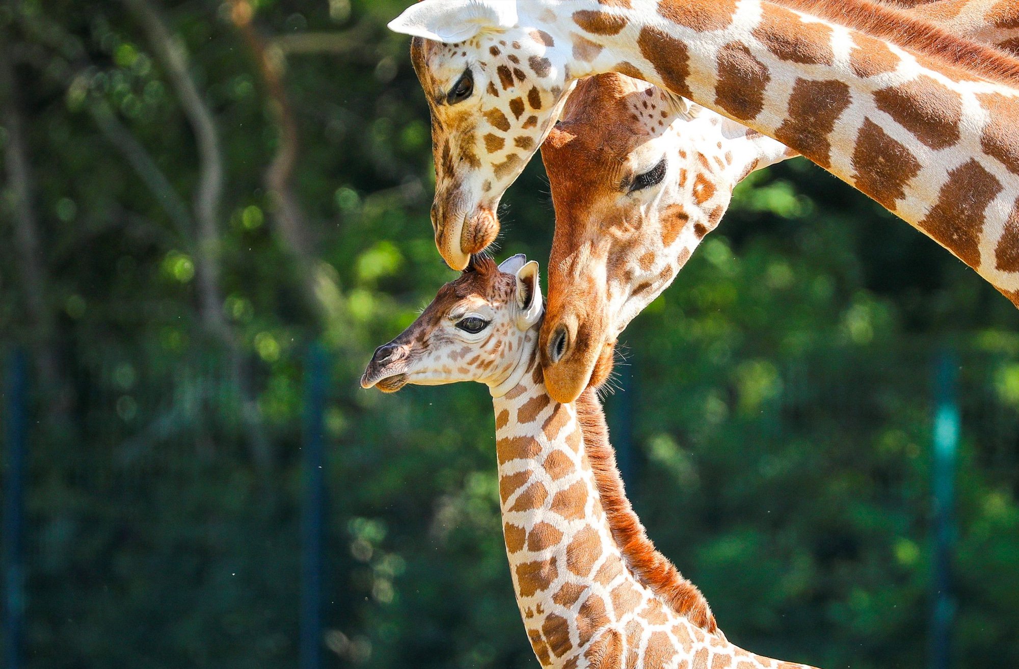 Сколько всего детенышей жирафа родилось за два. Жираф Ротшильда. Нубийский Жираф. Родезийский Жираф. Масайский Жираф.
