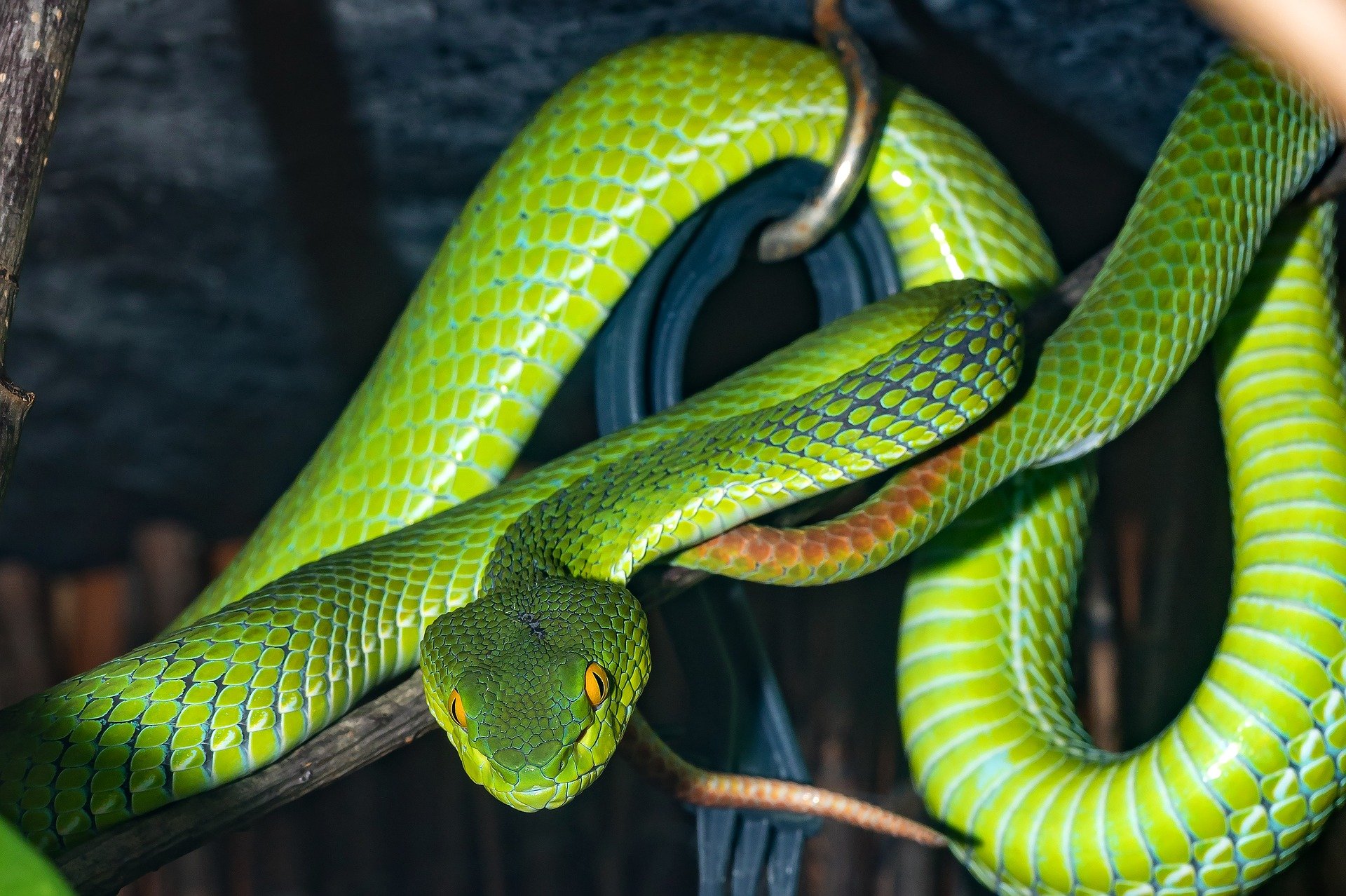 Тип симметрии змей. Краснобрюхий полоз. Цейлонская бойга. Зеленая гадюка. Зелёная неядовитая змея.