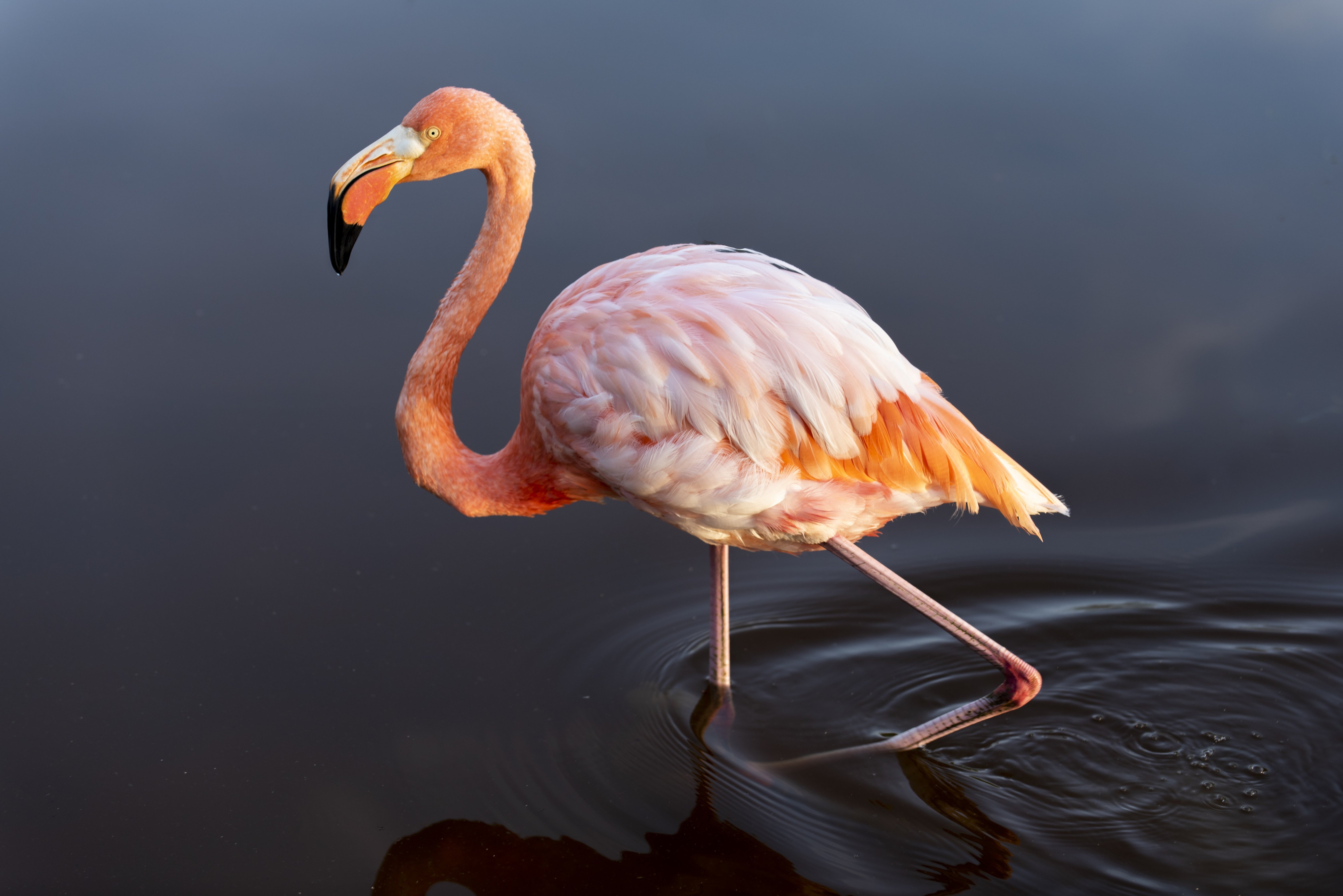 Фламинго. Фламинго птица. Cream Soda розовый Фламинго. Фотографии Фламинго в высоком качестве. Большой Фламинго.