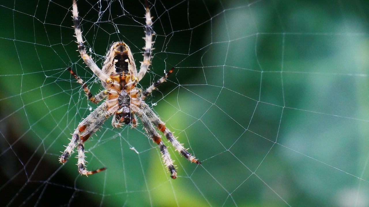 Крестовик обыкновенный виноградный паук