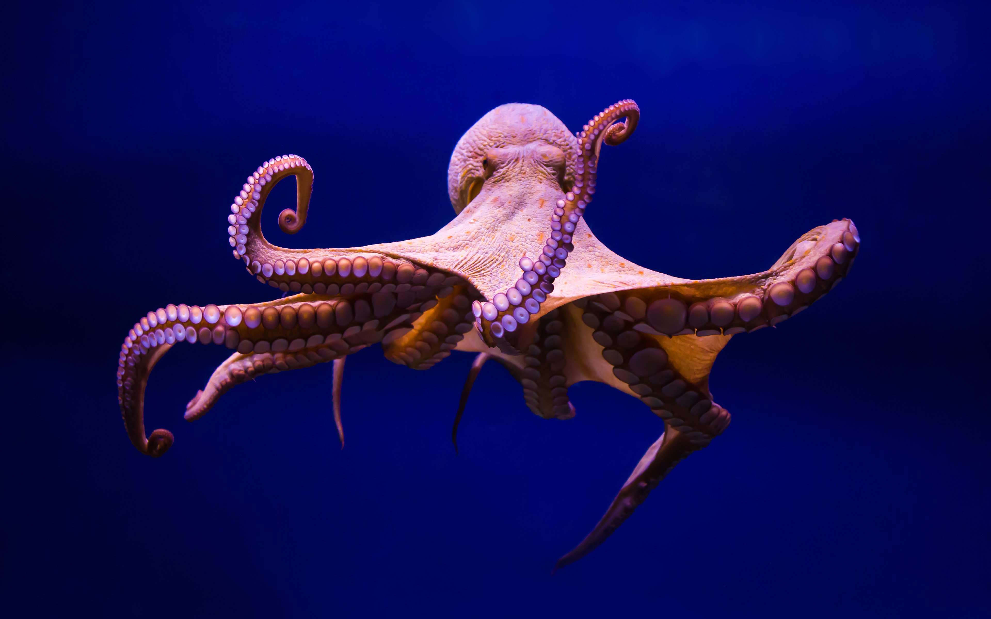 Спрут 8 букв. Осьминог Octopus vulgaris. Длиннощупальцевый Спрут. Длиннощупальцевый осьминог. Синекольчатый осьминог.