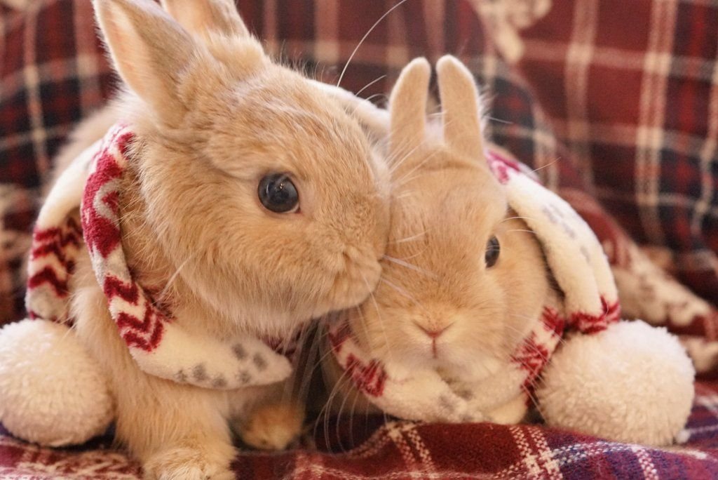 Зайку кролика. Милый зайчик. Милый кролик. Милые зайки. Влюбленные кролики.