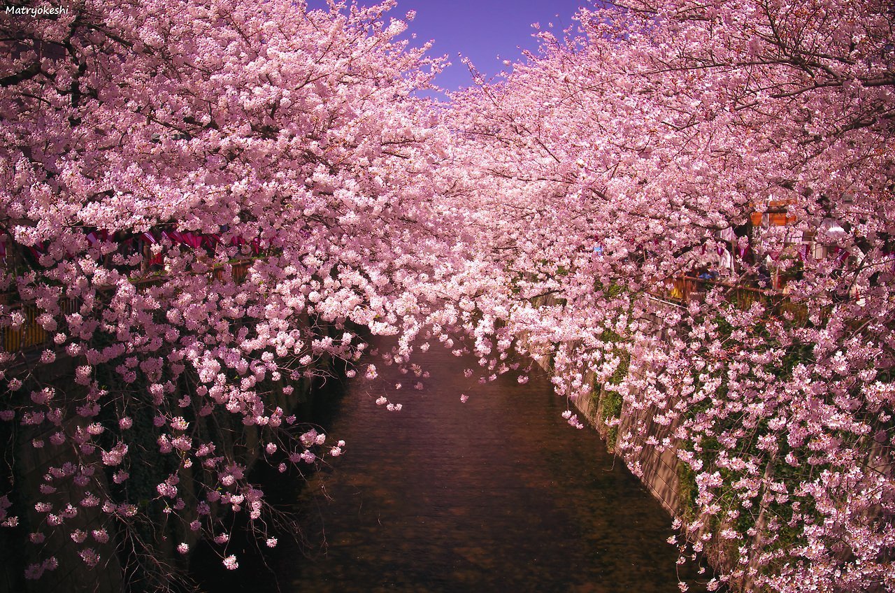 Япония сакура. Йокогама Япония цветение Сакуры. Сакура сидарезакура. Сакура Хоккайдо. Цветение Сакуры в Японии сады.