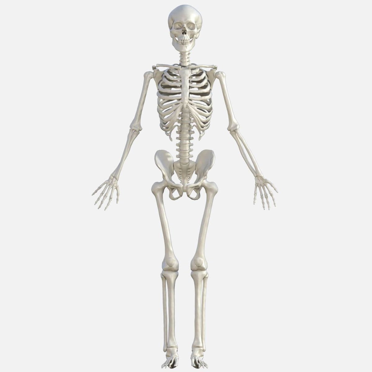 Три д скелет человека. Модель скелета человека. Скелет человека 3д модель. Макет скелета. Скелет для моделирования.