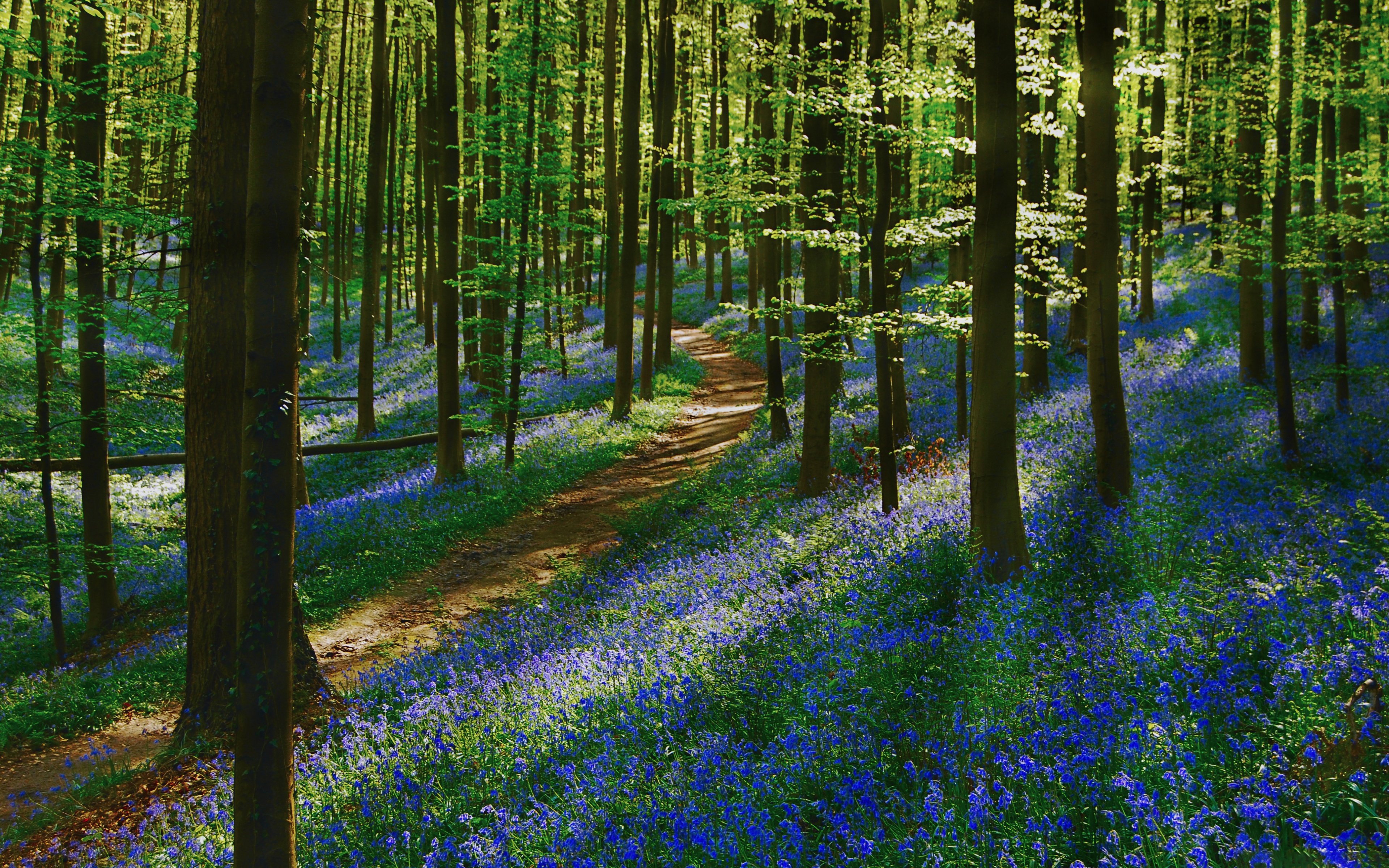 Картинка леса. Лес Халлербос Бельгия. Сказочный лес Халлербос Бельгия. Халлербос синий лес в Бельгии. Лес Ландов.