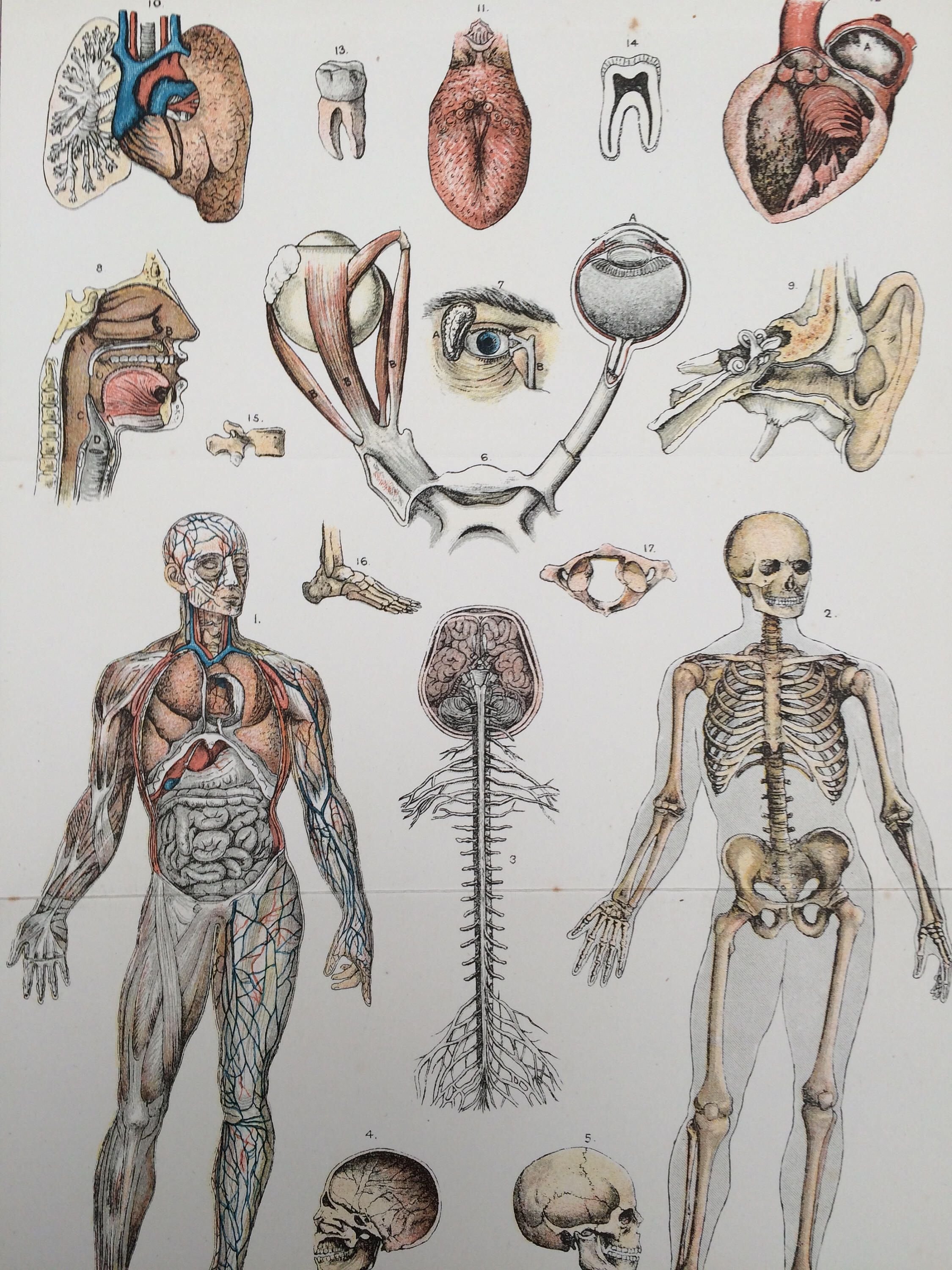 Изучение анатомии человека