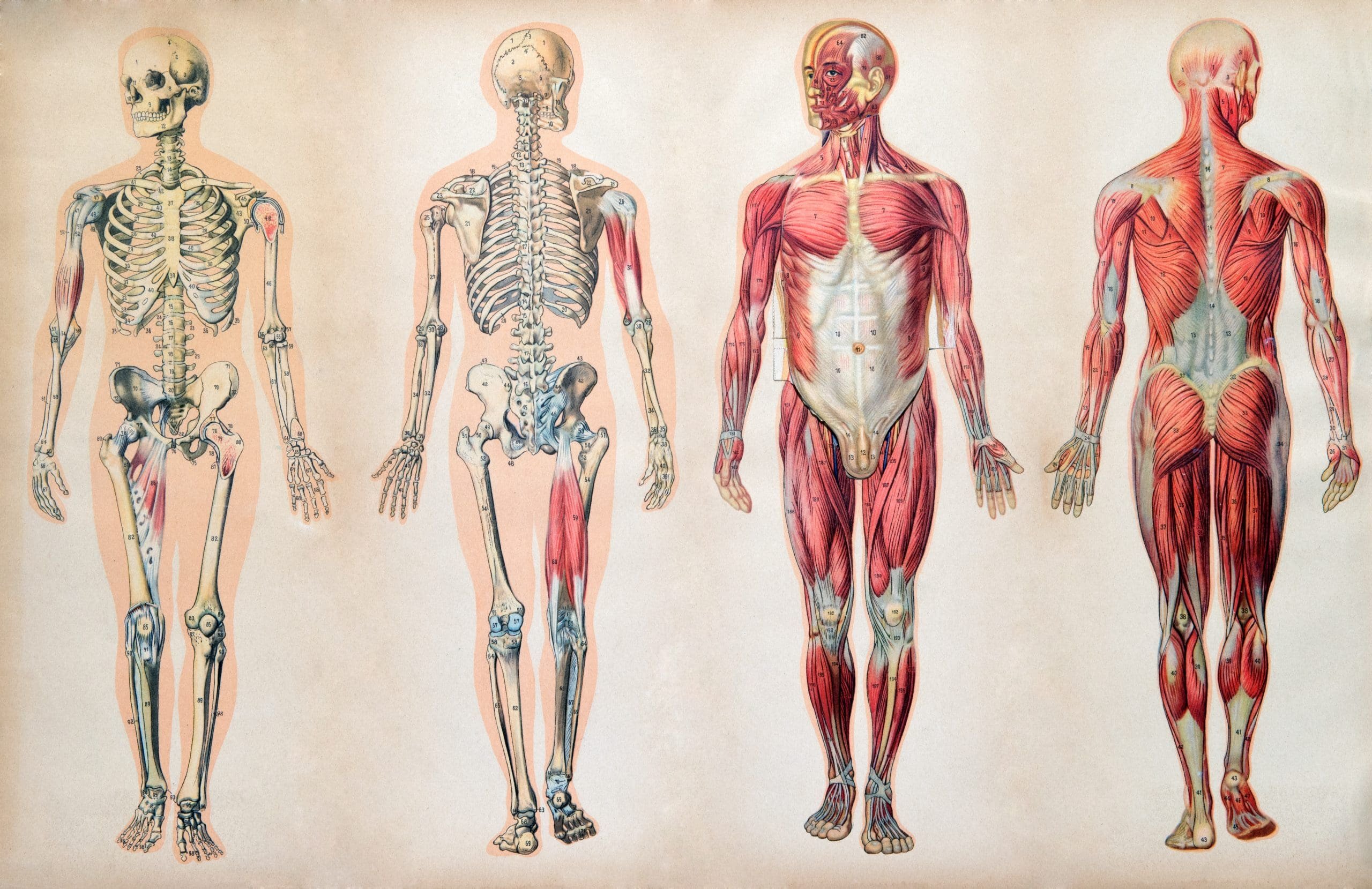 Human structure. Анатомия тела человека мышцы и кости. Строение человека скелет мышцы кожа. Анатомия человека скелет и мышцы нервы. Анатомия человека кости скелета и мышц.