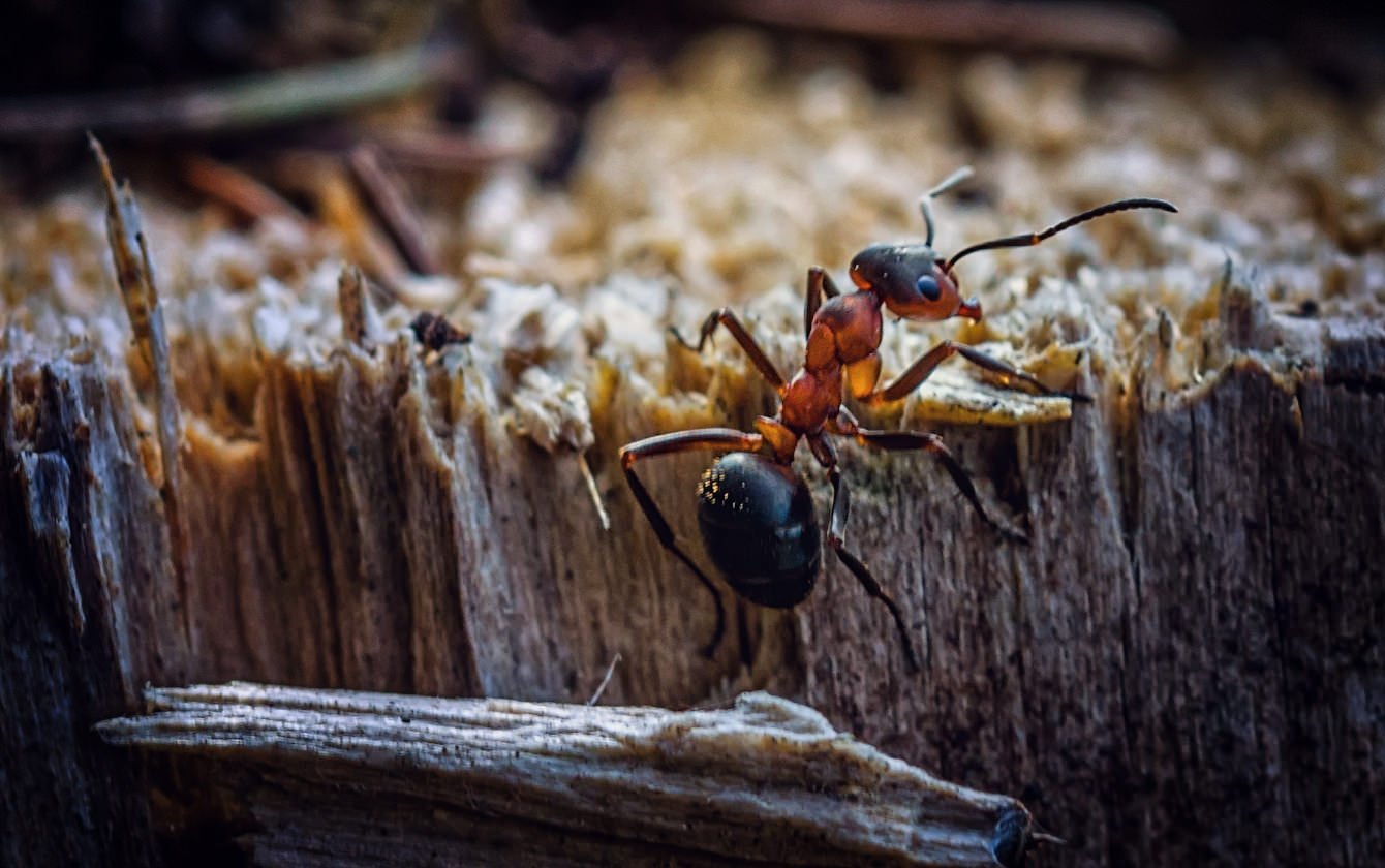 Ящерица муравьи. Рыжий Лесной муравей Муравейник. Муравейник рыжих лесных муравьёв. Черноголовый муравей. Фараоновые муравьи Муравейник.