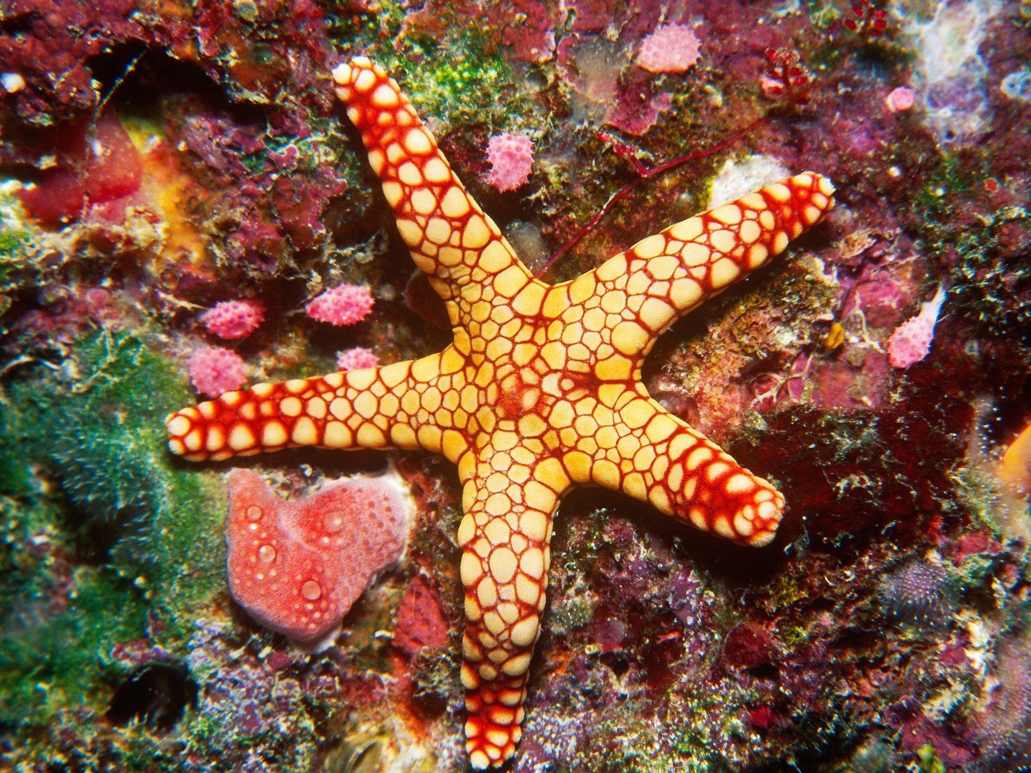 Морская звезда океан. Морские звёзды в большом барьерном рифе. Большой Барьерный риф. Большой Барьерный риф обитатели. Большой Барьерный риф подводный мир.