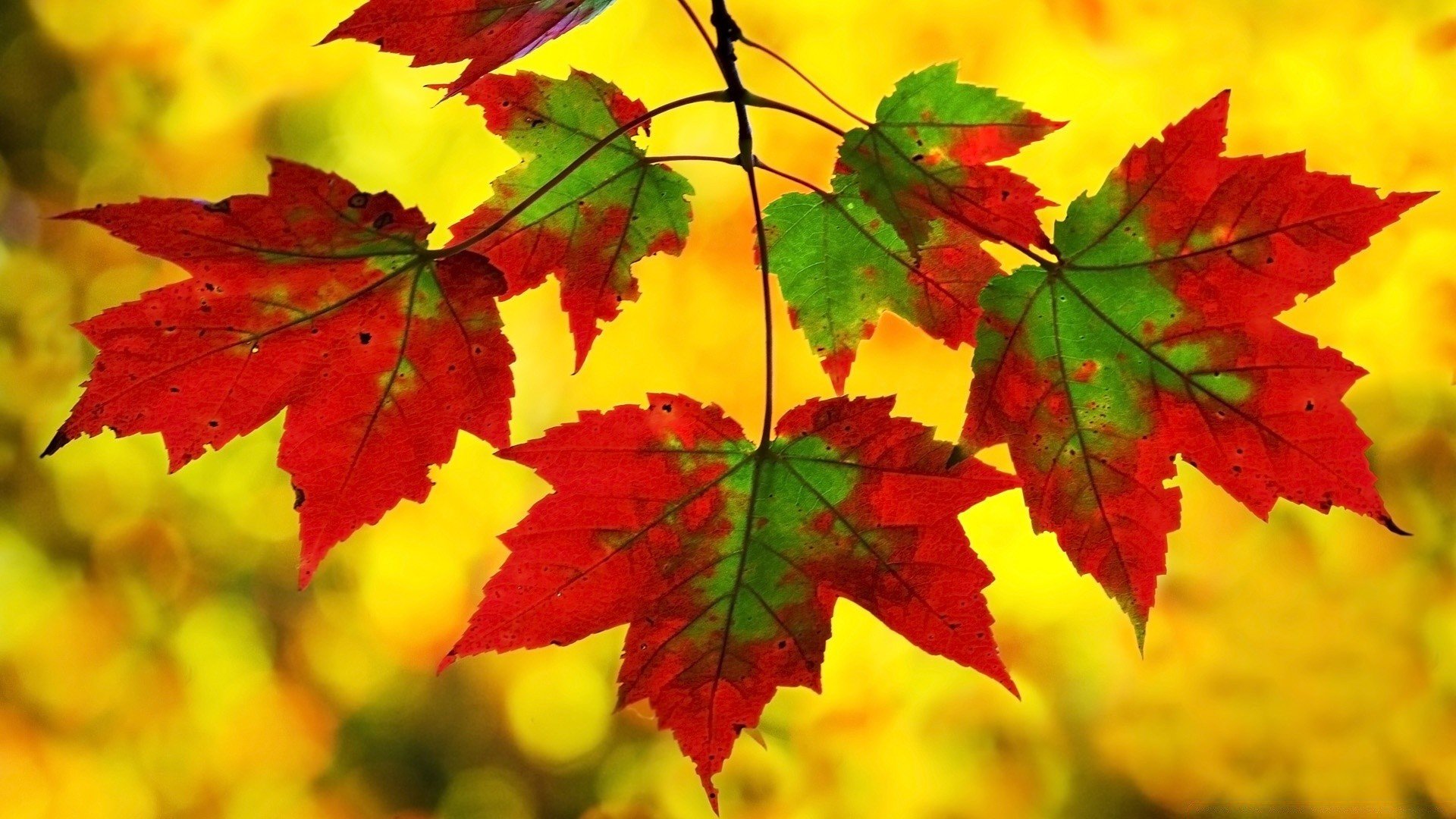 Листья клена желтые и красные. Осенний кленовый лист. Осень листья. Красивые осенние листья. Лис осень.