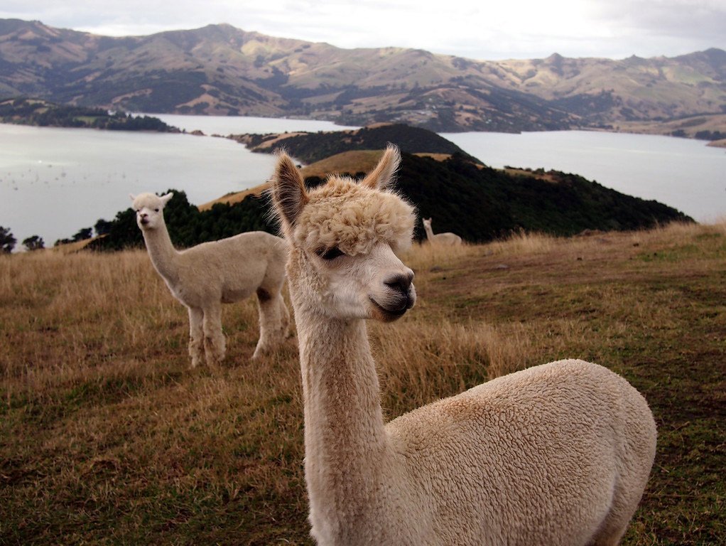 Лама фото животного в хорошем качестве