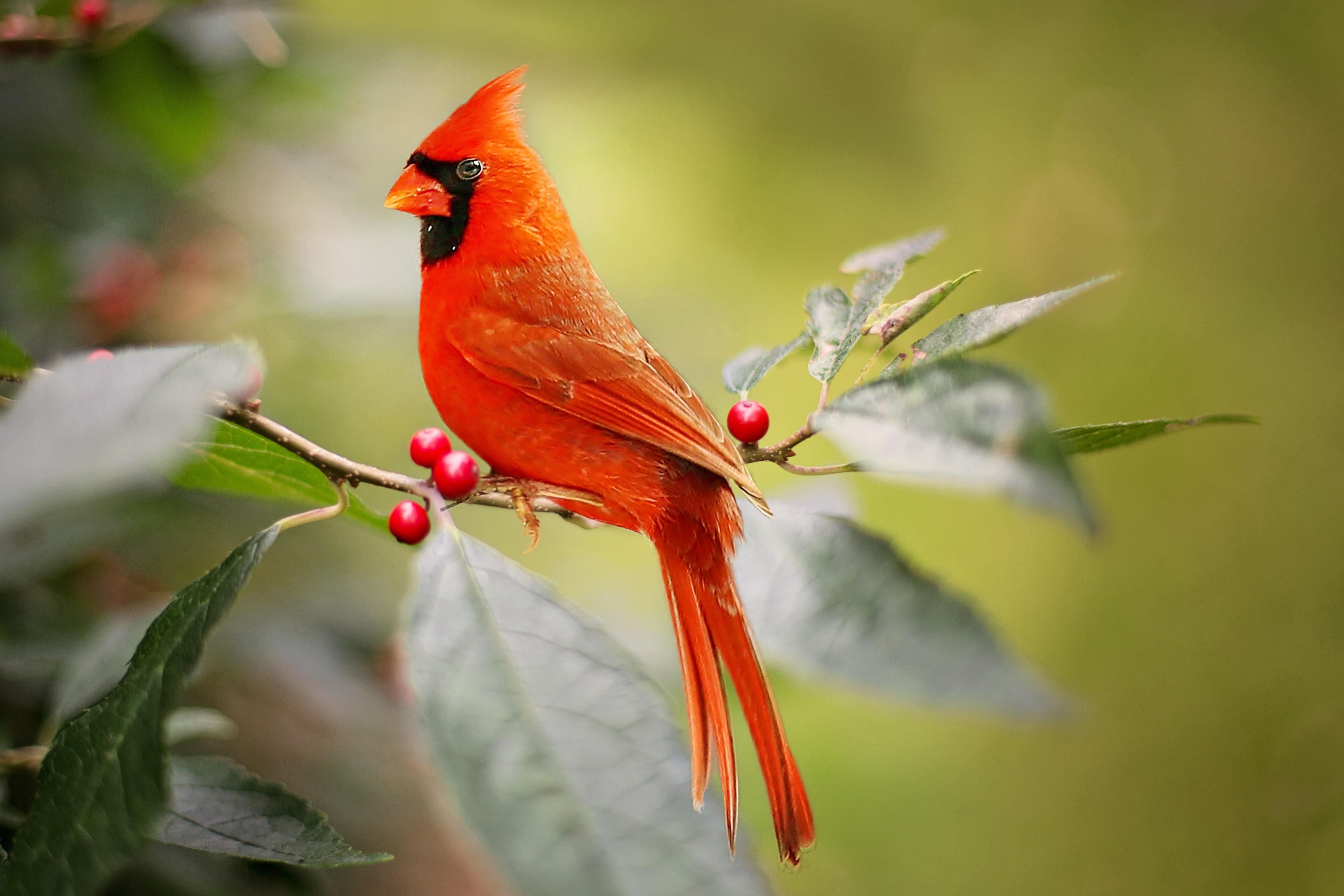 Красный Кардинал птица фото