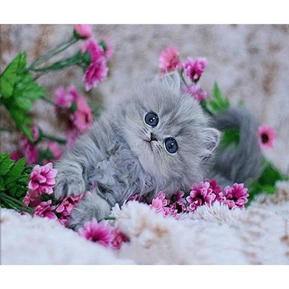 Котенок с цветочком