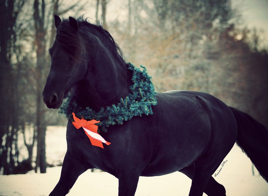 Год лошадь видео. Новогодние лошадки. Крутые лошади. Вороная лошадь новый год. Лошади новогодние вороные.