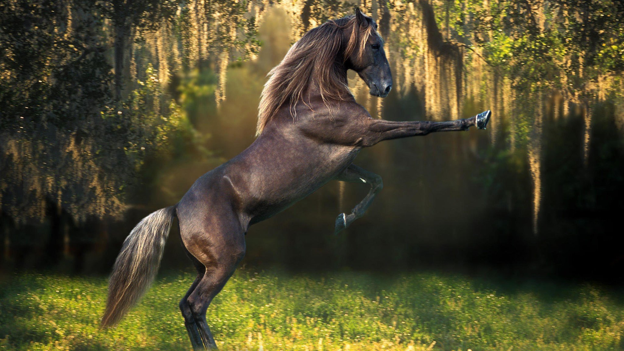 Обои на рабочий лошадь. Лошади на природе. Красивый конь. Очень красивые лошади. Красивые лошади на природе.