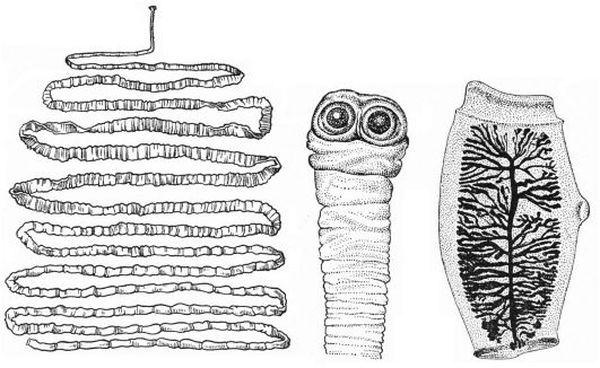 Ленточный червь лентец