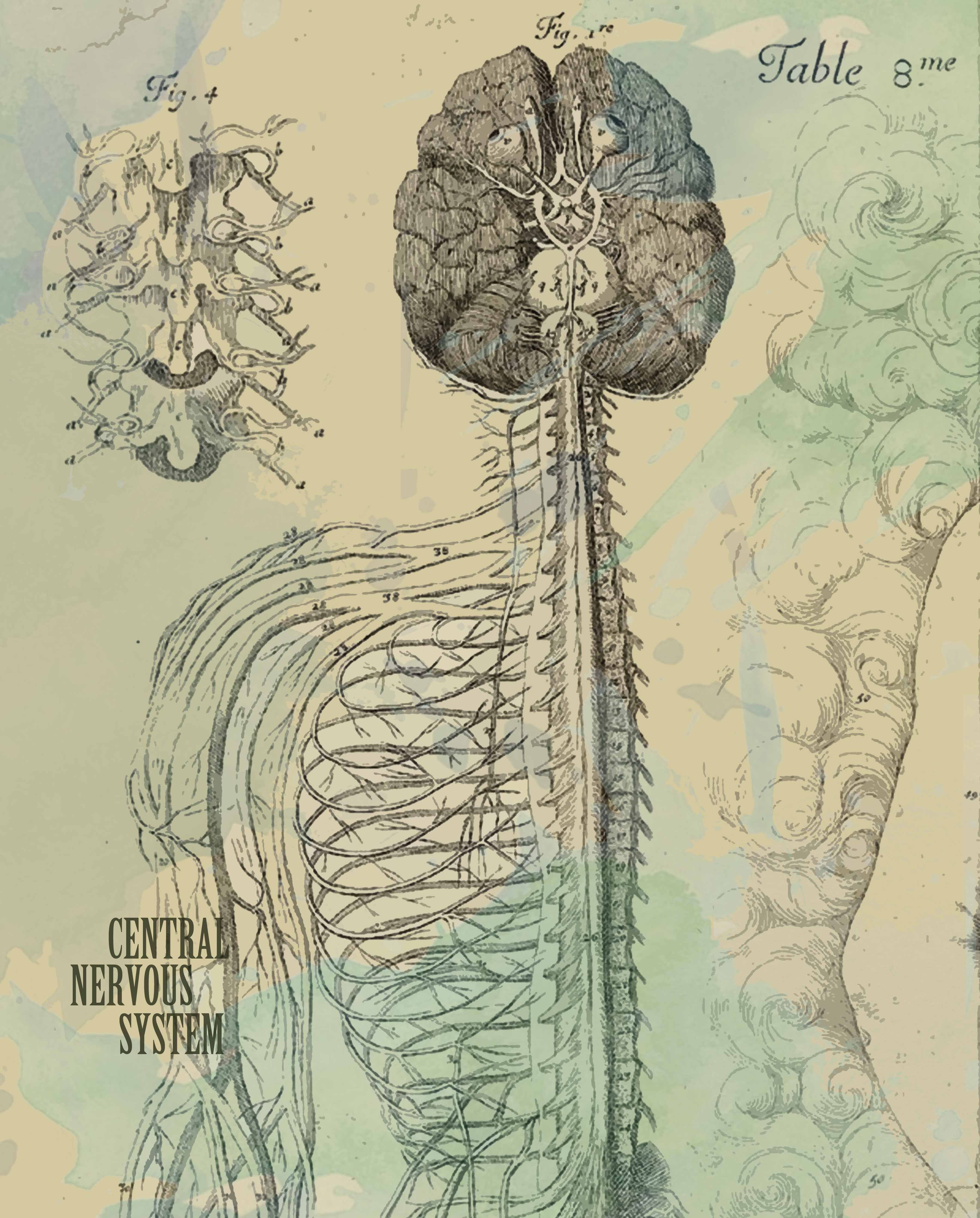 Книга тело мозг. Нервная система человека. Нервная система нервы. Центральная нервная система. Мозг и нервная система человека.