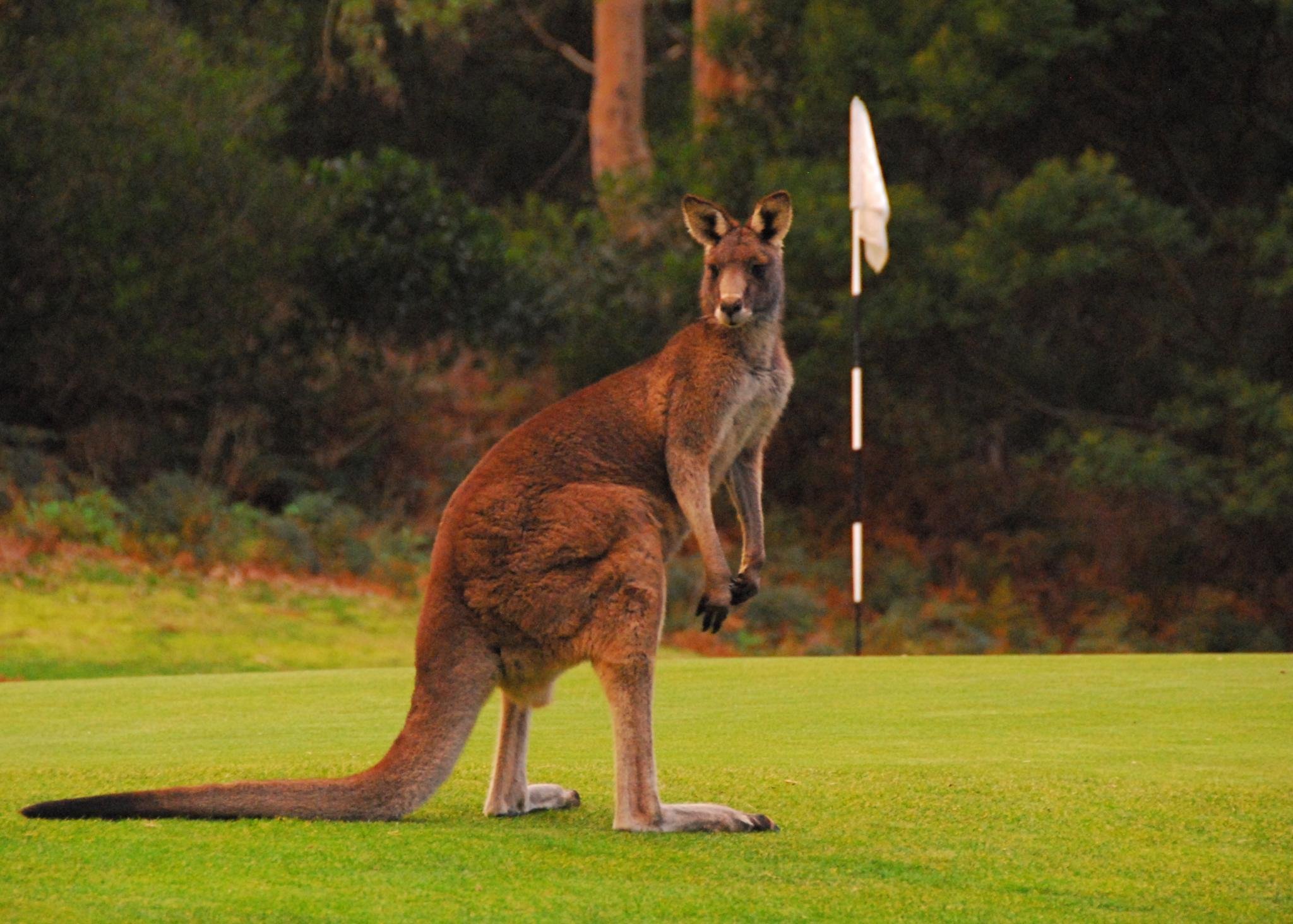 Кенгуру архив. Кенгуру в Австралии. Красный (рыжий) кенгуру. Исполинский рыжий кенгуру. Австралийский рыжий кенгуру.