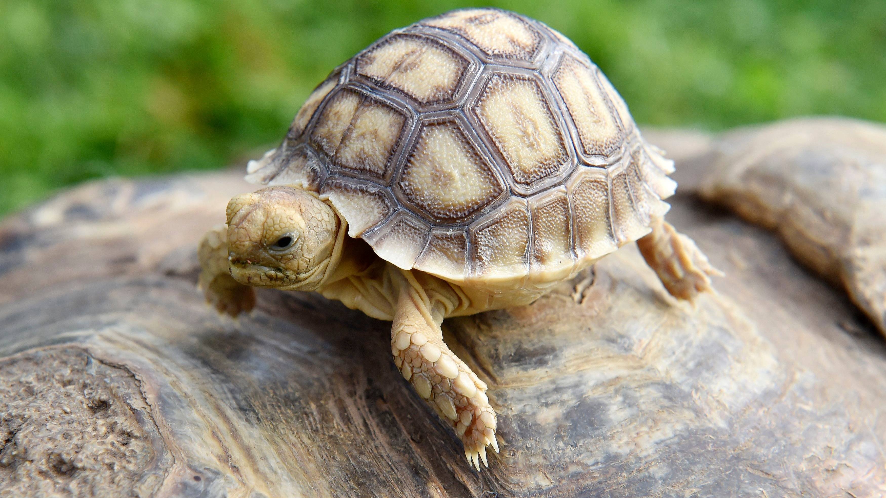 Среднеазиатская черепаха маленькая